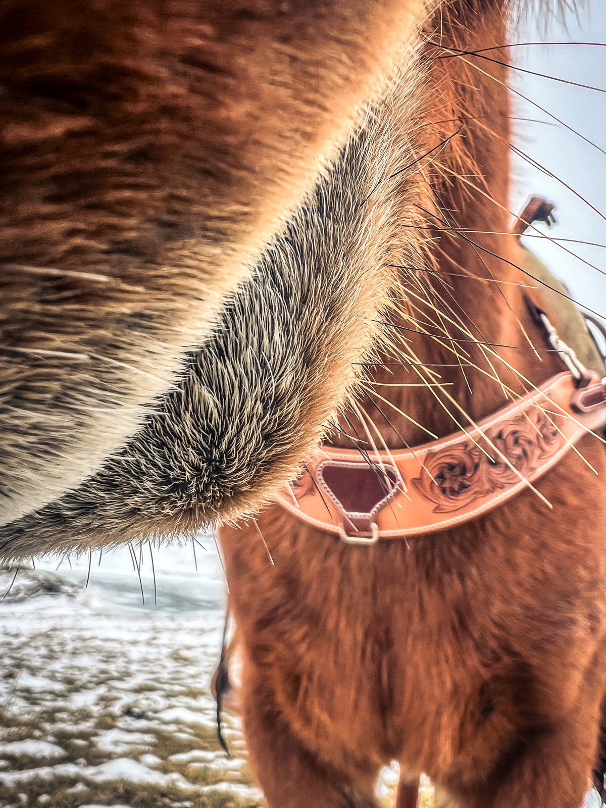Handmade Leather Breast Collar